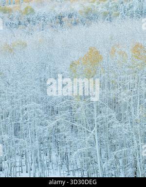 Aspens in Snow, Populus Tremula, Wilson Mesa, Uncompahgre National Forest, Colorado Stockfoto