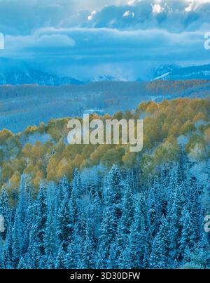 Räumungssturm, Aspen, Populus Tremula, Wilson Mesa, Uncompahgre National Forest, Colorado Stockfoto