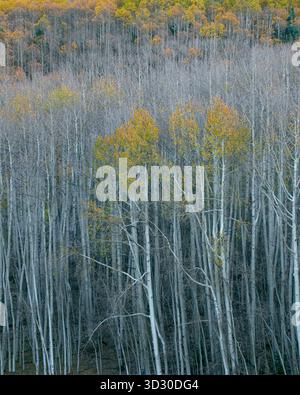 Aspen, Populus Tremula, Wilson Mesa, Uncompahgre National Forest, Colorado Stockfoto