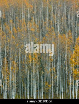 Aspens, Cimmaron Valley, Uncompahgre National Forest, Colorado Stockfoto