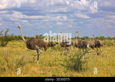 Gruppe gemeiner Strauße (Struthio camelus), die durch das Grasland des Etosha-Nationalparks in Namibia spazieren. Stockfoto