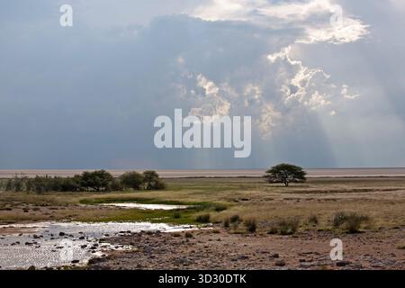 Sonnenstrahlen, die durch Sturmwolken über der Etosha-Pan im Etosha-Nationalpark in Namibia brechen, mit Bäumen und Grasland im Vordergrund. Stockfoto
