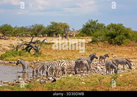 Eine Zebras-Herde und ein Springbock an einem Wasserloch im Etosha-Nationalpark, Namibia. Stockfoto