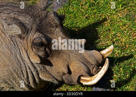 Nahaufnahme eines gewöhnlichen Warzenschweins (Phacochoerus africanus) mit Stoßzähnen und strukturierter Haut bei natürlichem Licht. Stockfoto