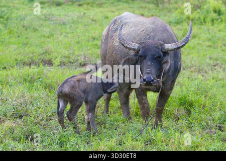 Wasserbüffelmutter mit stillendem Kalb auf grüner Weide im ländlichen Vietnam. Stockfoto