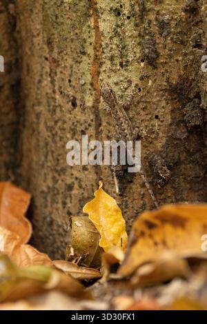 Petite Tsingy, Tsingy de Bemaraha Nationalpark, Bekopaka, Menabe, Madagaskar, September Stockfoto