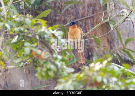 Madagaskar Paradies Fliegenfänger Terpsiphone mutata, erwachsenes Weibchen im Baum, Kirindy Forest, Morondava, Menabe, Madagaskar, September Stockfoto