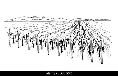 Handgezeichnete Tusche Illustration Landschaft des Weinbergs mit Reihen von Weinreben und entfernter Horizontlinie. Tintenskizze für rustikale Landschaftsansicht. Idee Stock Vektor