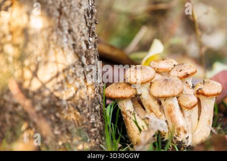 Herbstpilze mit Sonnenlicht auf Baumbasis. Gruppe von Pilzen, die von goldenem Sonnenlicht beleuchtet werden und in der Nähe von Baumstämmen mit gefallenen Blättern wachsen. Kopierbereich. Stockfoto