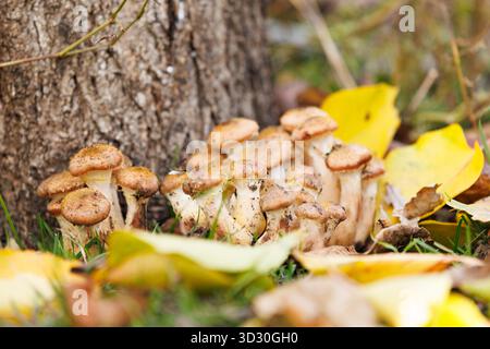 Honigpilze in der Nähe von Baumstämmen zwischen gefallenen Blättern. Nahaufnahme von Honigpilzen, die in der Nähe eines Baumstamms wachsen, umgeben von bunten Herbstblättern auf dem Stockfoto