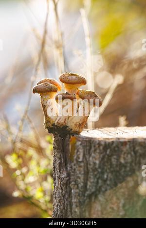 Honig-Pilze wachsen auf einem Baumstumpf bei warmem Sonnenlicht. Nahaufnahme von essbaren Honigpilzen mit weichem Hintergrund-Bokeh. Stockfoto