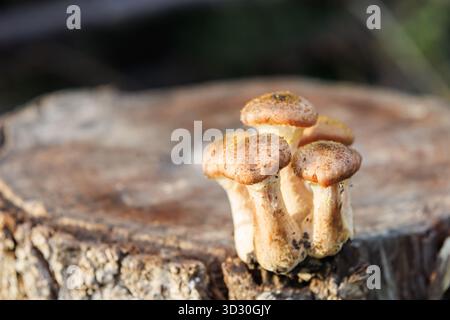 Herbstliche Honigpilze auf geschnittenem Baumstumpf. Honig-Pilzgruppe, die auf geschnittenem Baumstamm im Herbstwald wächst, Nahtextur von natürlichem Bio-L Stockfoto