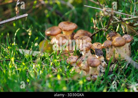 Wilde Pilze, die in grünem Gras wachsen. Frische Honigpilze, die bei der warmen Herbstsonne auf einer Waldlichtung zwischen Grashalmen auftauchen. Stockfoto