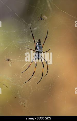 Rotbeinige goldene Orbflederspinne Trichonephila inaurata, weiblich im Web, Parc Tsarasaotra, Antananarivo, Madagaskar, September Stockfoto