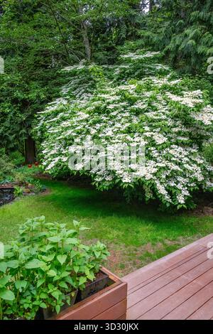 Issaquah, Washington, USA. David Viburnum Sträucher, Viburnum davidii, in Blüte im Frühling auf einem bewaldeten Hof, von einem Deck aus gesehen. Stockfoto