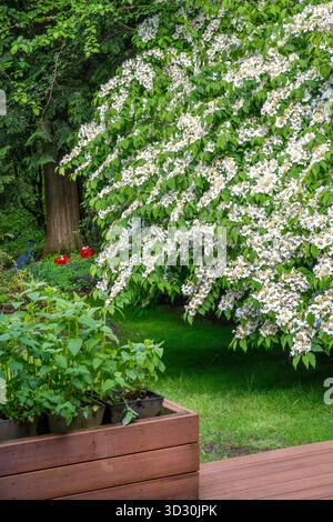 Issaquah, Washington, USA. David Viburnum Sträucher, Viburnum davidii, in Blüte im Frühling auf einem bewaldeten Hof, von einem Deck aus gesehen. Stockfoto