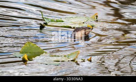 Flussotter Lontra canadensis schwimmt mit Kopf über Wasser, während er im See isst Stockfoto