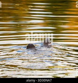 Ein Paar nordamerikanischer Flussotter Lontra canadensis schwimmt im goldenen Wasser Stockfoto