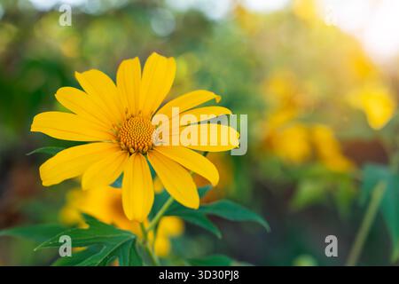 Mexikanisches Sonnenblumenkraut (Tithonia diversifolia). Stockfoto