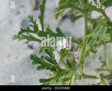Detaillierte Nahaufnahme von kakilen lanceolata-Blüten, die auf Küstensand unter natürlichem Sonnenlicht blühen Stockfoto