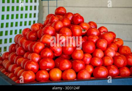 Ein großer Stapel Tomaten stapelt sich wie eine Pyramide auf einem Tisch auf dem Bauernmarkt Stockfoto