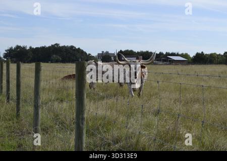 Texas Longhorn Kühe grasen auf einer sonnigen Wiese in Richmond, Texas Stockfoto