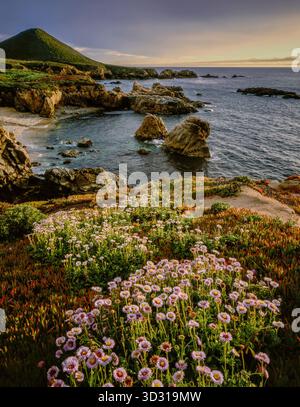 Seaside Daisies, Soberanes Point, Garrapata State Park, Big Sur, Monterey County, Kalifornien Stockfoto