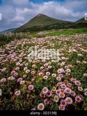 Seaside Daisies, Garrapata State Park, Big Sur, Monterey County, Kalifornien Stockfoto
