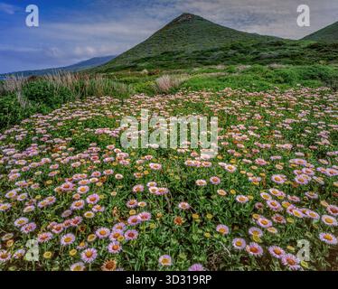 Seaside Daisy, Erigeron glaucus, Garrapata State Park, Big Sur, Monterey County, Kalifornien Stockfoto