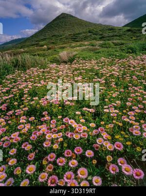 , Stockfoto