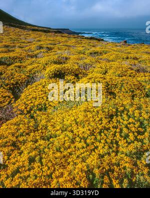 Yarrow, Achillea millefolium, Soberanes Point, Garrapata State Park, Big Sur, Monterey County, Kalifornien Stockfoto