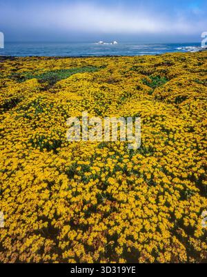 Yarrow, Soberanes Point, Garrapata State Park, Big Sur, Monterey County, Kalifornien Stockfoto