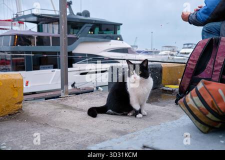 Katze, die auf den Fang wartet, sitzt in der Nähe des Fischers am Pier des Seehafens von Sotschi. Sotschi. Region Krasnodar, Russland Stockfoto