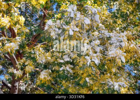 Blühende Silberflechte (Acacia dealbata) nach plötzlichem Schneefall in der Ferienstadt. Sirius. Region Krasnodar. Russland Stockfoto