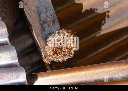 Eine Nahaufnahme eines Papiernetzes (Polistes), das von Hornissen wimmelt. Der Stock ist auf einem Holzbalken unter einem Metalldach. Konzept zur Schädlingsbekämpfung. Stockfoto