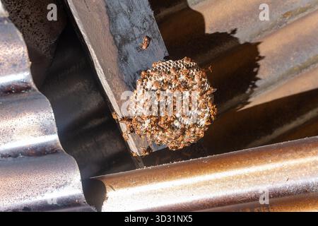 Eine Nahaufnahme eines Papiernetzes (Polistes), das von Hornissen wimmelt. Der Stock ist auf einem Holzbalken unter einem Metalldach. Konzept zur Schädlingsbekämpfung. Stockfoto