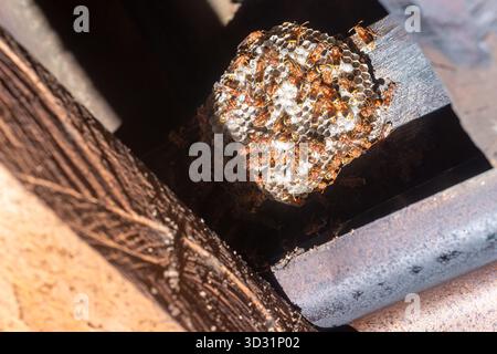 Eine Nahaufnahme eines Papiernetzes (Polistes), das von Hornissen wimmelt. Der Stock ist auf einem Holzbalken unter einem Metalldach. Konzept zur Schädlingsbekämpfung. Stockfoto