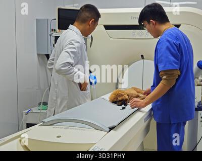 Veterinärteam führt CT-Scan an kleinem Hund im modernen Tierkrankenhaus durch Stockfoto