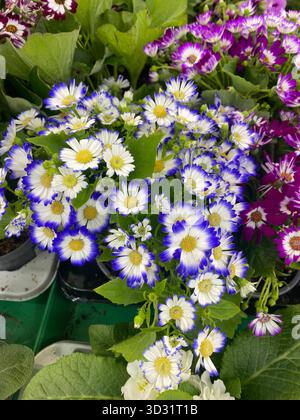 Eine lebhafte Ansammlung von Cineraria (Pericallis x hybrida) Blüten mit weißen, blauen und violetten Blüten und gelben Zentren, umgeben von üppig grünem Laub Stockfoto