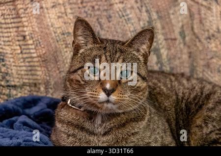 Nahaufnahme einer braun-grau gestreiften Tabbykatze, die sich auf einer dunkelblauen Decke auf einem Sofa entspannt Stockfoto