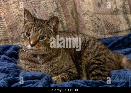 Nahaufnahme einer braun-grau gestreiften Tabbykatze, die sich auf einer dunkelblauen Decke auf einem Sofa entspannt Stockfoto