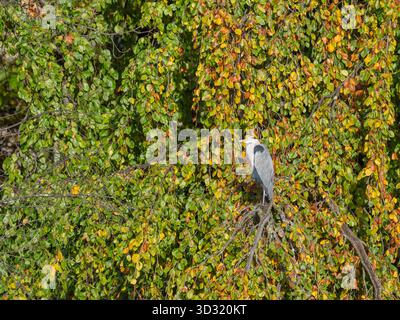 Ein großer Reiher sitzt auf einem Baum zwischen goldenen Herbstfarben in Deutschland Stockfoto
