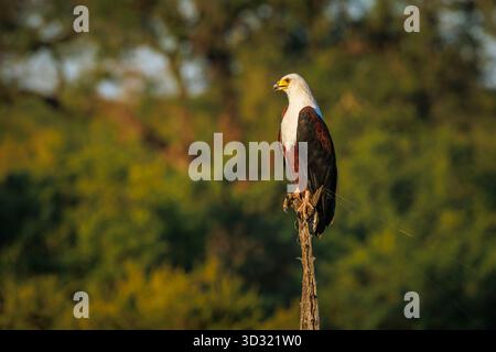 Afrikanischer Fischadler, der auf einem Stamm steht, isoliert in natürlichem Hintergrund im Greater Kruger National Park, Südafrika; Familie Specie Haliaeetus vocifer Stockfoto
