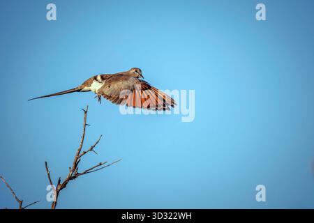 Smaragd sah Wood-Dove im Flug isoliert im blauen Himmel im Greater Kruger National Park, Südafrika; Specie Turtur chalcospilos Familie von Columbid Stockfoto