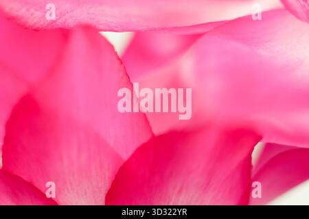 Eine hochpräzise, detaillierte Nahaufnahme, die das ineinander verflochtene Arrangement mehrerer leuchtend rosa Blütenblätter zeigt, die sanftes Licht verwenden, um das sanfte Licht zu betonen Stockfoto