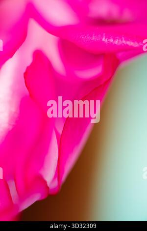 Eine lebendige Makroansicht mit pinkfarbenen Blütenblättern, deren Hintergrund sich in einen weichen Farbverlauf aus hellem Petrol und warmem Braun auflöst, wodurch ein modernes c hinzugefügt wird Stockfoto