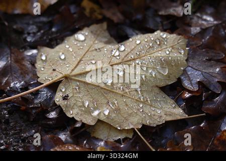 Ein Nahfoto von Wassertropfen auf einem verfallenden Platanen mit Herbstfarben im englischen Wald Stockfoto