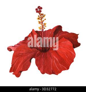 Aquarellzeichnung einer roten Hibiskusblüte. Ein exotisches Blumenelement für Postkarten, Einladungen, Drucke und festliches botanisches Design. Stockfoto
