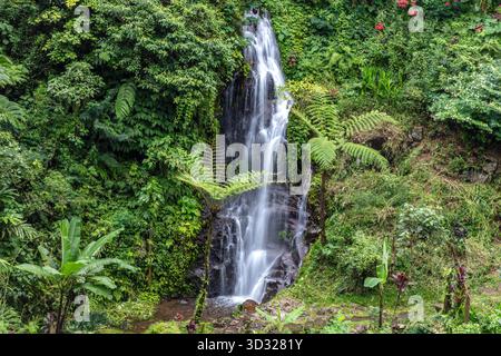 Kleiner Wasserfall am Git Git Wasserfall im Norden Balis. Kristallklares Wasser stürzt die Klippe hinunter, umgeben von tropischem Regenwald. Stockfoto
