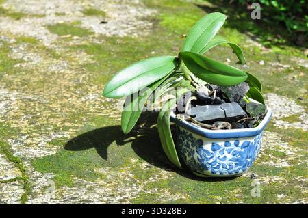 Kleine grüne Pflanze in blauem und weißem Keramiktopf auf moosbewachsenem Boden Stockfoto